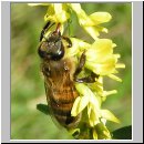 Apis mellifera - Honigbiene 06.jpg